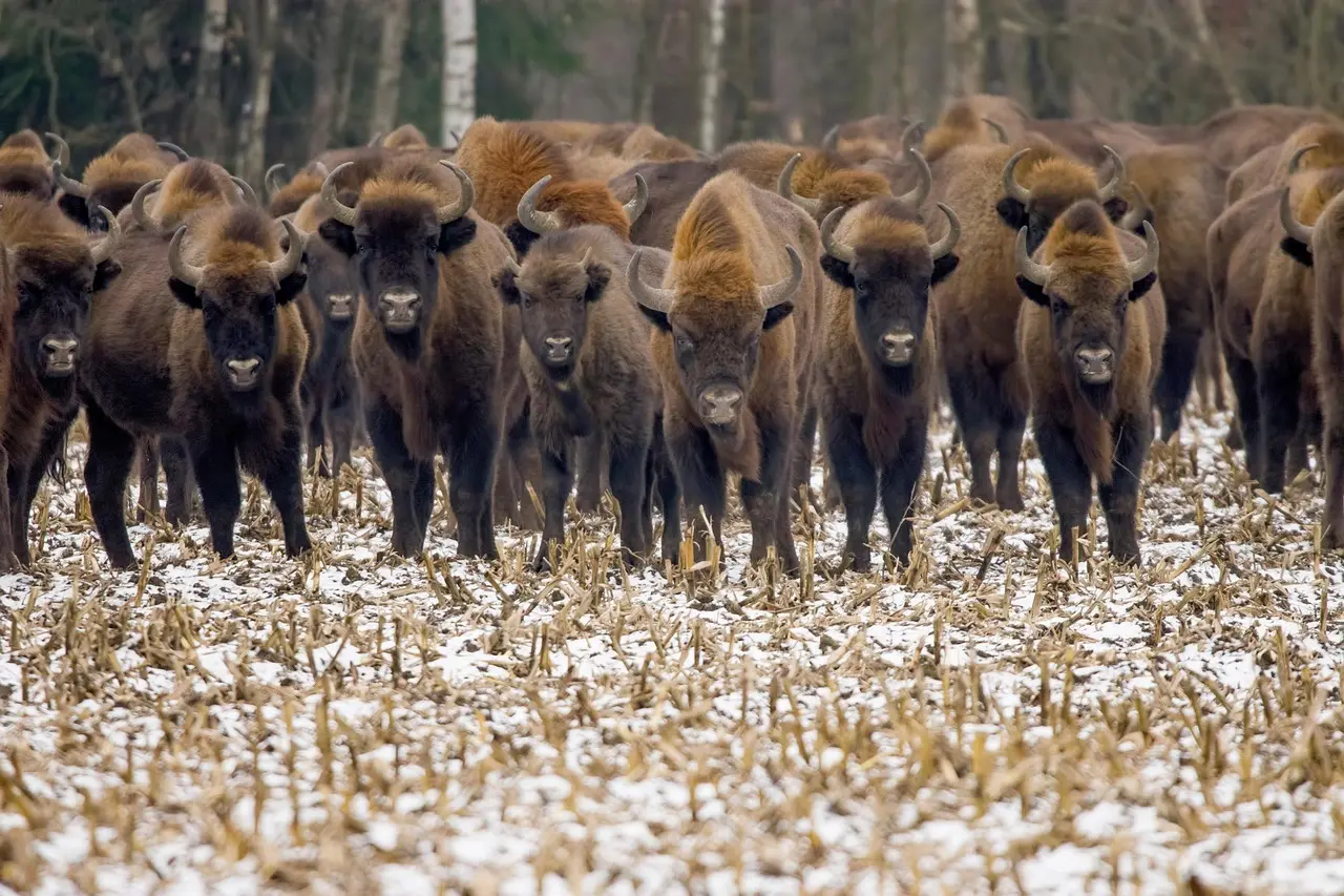 Sådan prøver du bisonsafari i Białowieża-skoven