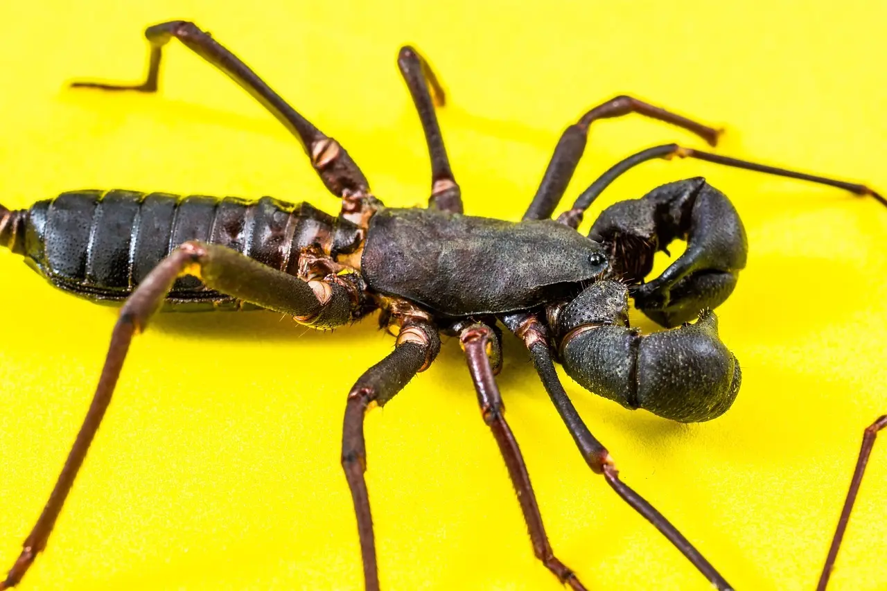 Betydningen af Svøbe i Krydsord