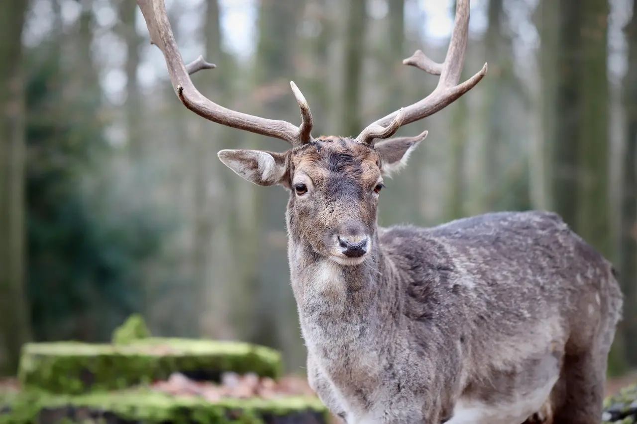 Gevir i krydsord løsninger