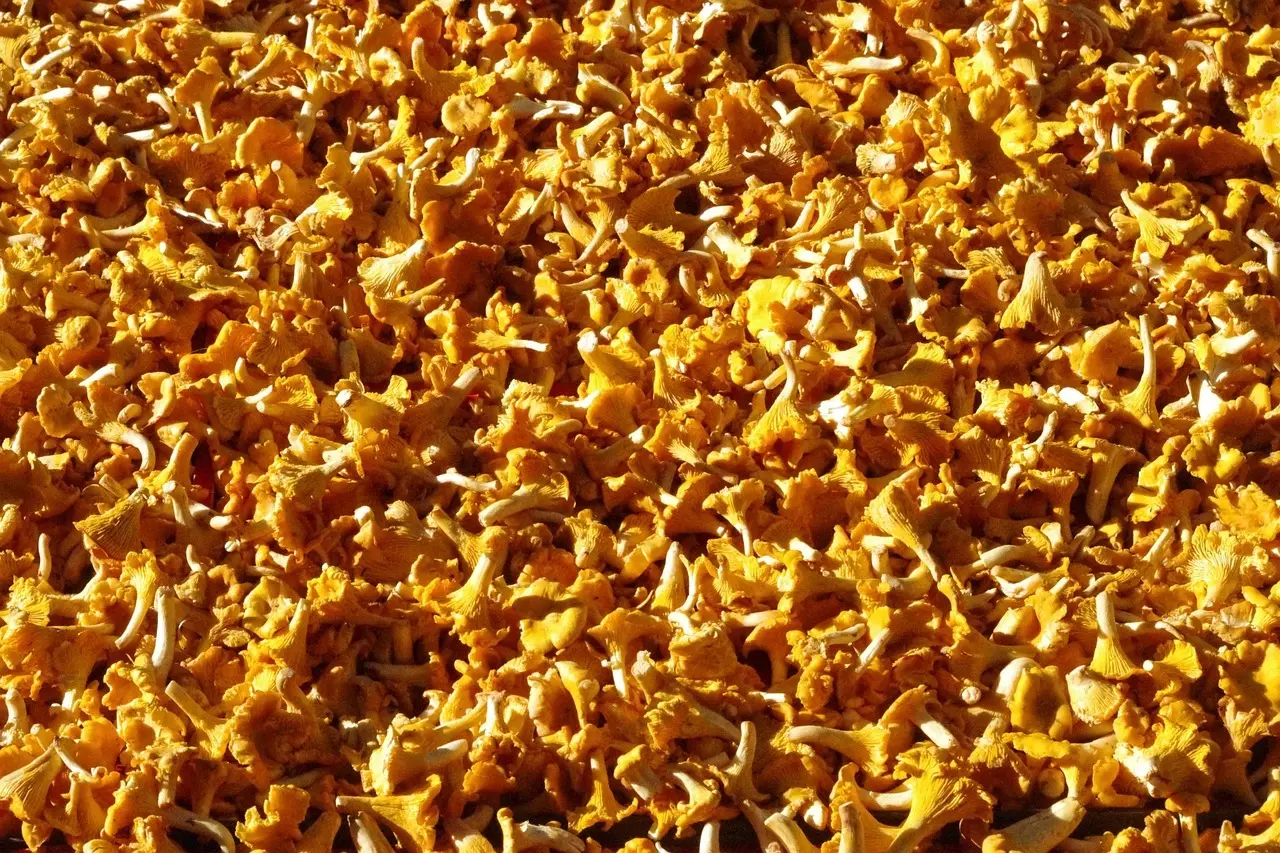 Guidet svampetur i Kaszubien: det skal du vide