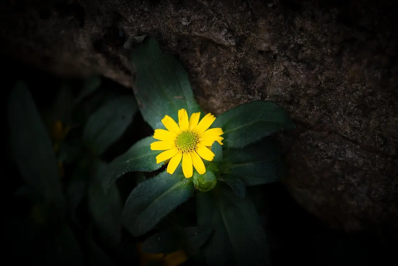 Hvem var de vingede husarer?