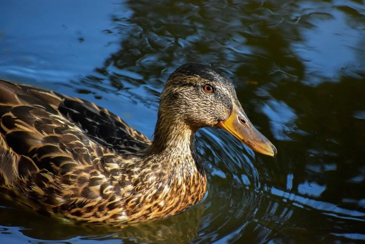 Ord Omfang i Krydsord Løsning